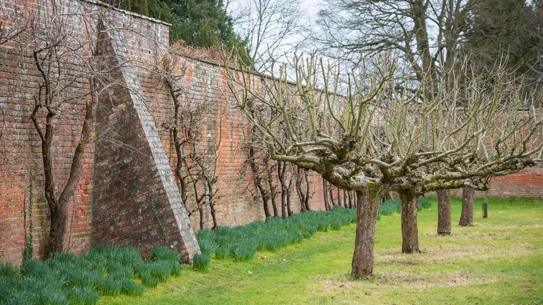 Winter scene in the garden at Berrington Hall featuring bare apple trees with brick walls in the background.